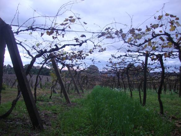 Don giovanni vinhedos