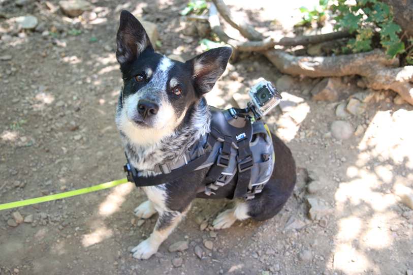 Olha que amor: o brownie vem junto com um garfinho de plástico. Foto: Kelly Pelisser