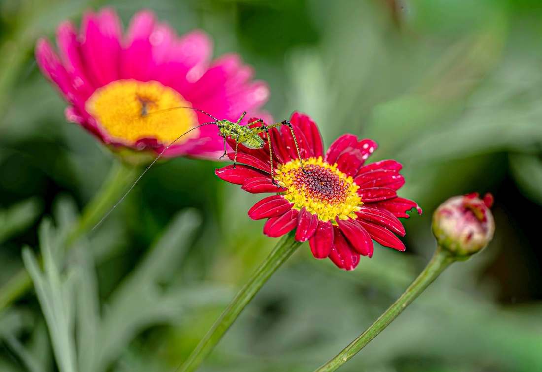 Chopp produzido para o mês de outubro é beeem rosa. Foto: Kelly Pelisser