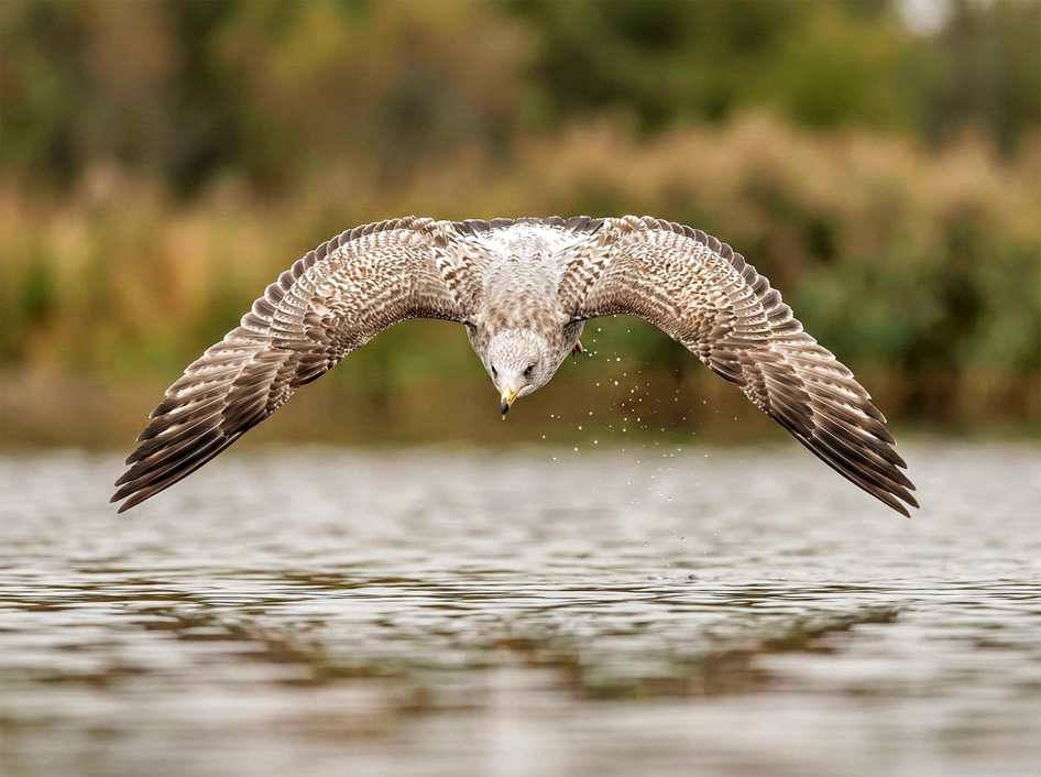 Loja de orgânicos em Caxias do Sul